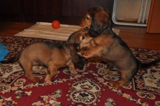 Jamnik d�ugow�osy